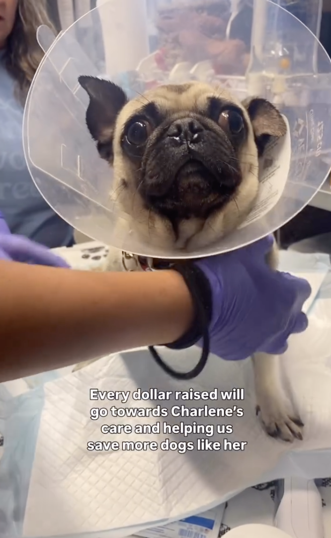 Abandoned Pug Found Wrapped in a Dirty T-Shirt, Then A Hero Found Her & Everything Changed